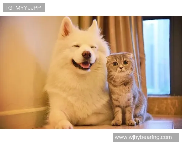 足球明星与爱犬的温馨时刻揭秘买狗视频背后的故事与情感交流